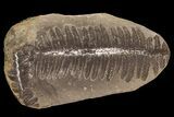 Pecopteris Fern Fossil (Pos/Neg) - Mazon Creek #87717-1